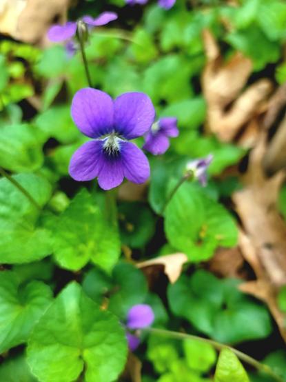 Imagine a close-up view of the forest floor in North Georgia. Dominating the center of your awareness is a vibrant, velvety purple flower, likely a common blue violet. It has five delicate petals arranged in a charming, slightly irregular way. The bottom petal acts like a little landing pad, often showing delicate white veins that lead into the flower's heart.

Surrounding this central bloom are several other similar purple flowers, some fully open and facing you, others appearing as smaller buds just beginning to unfurl. They rise on slender green stems above a carpet of heart-shaped, bright green leaves. These leaves create a lush backdrop, their surfaces smooth and perhaps slightly textured.

Scattered amongst the green are hints of the previous autumn. You might sense the presence of dry, brown leaves, their edges brittle and curled, resting amongst the fresh spring growth. The overall impression is one of delicate beauty and the quiet emergence of new life on the forest floor.