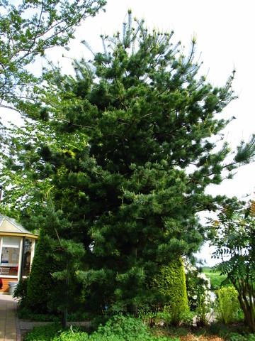 Photo of treespecies Pinus parviflora : Category is herfst-autumn-herbst-automne-otono