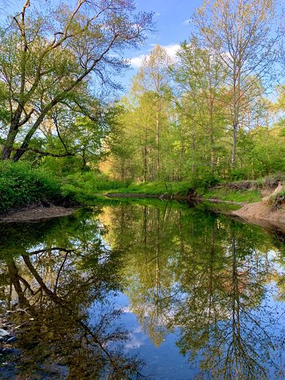 A creek winds through the woods on a sunny late afternoon.
Some trees are dark green while some trees in the golden light of the setting sun, all of them are reflected on the calm water together with the blue sky.