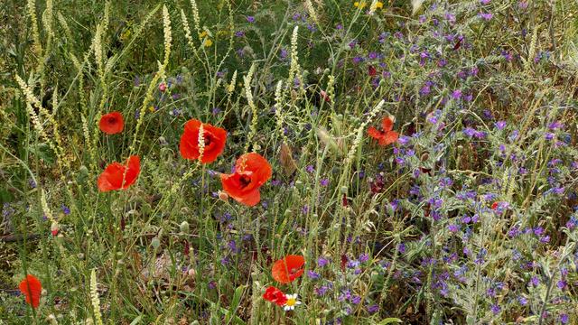 Wild red poppies
