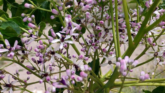 Close up of small pink flowers