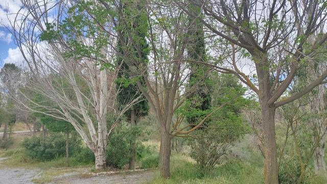 A group of trees in the car park at the lake