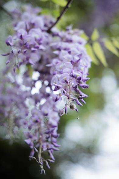 A close-up of delicate purple wisteria flowers hanging gracefully, surrounded by soft green foliage and a blurred background.
