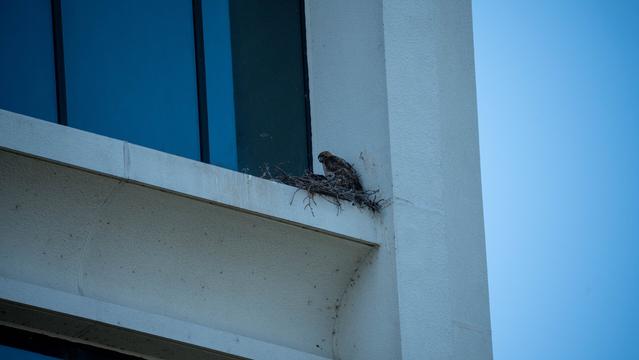 Parent hawk stand on the edge of its nest, one baby pokes out among the branches