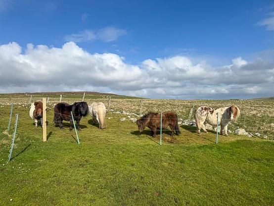 Shetland ponies waiting for more grass