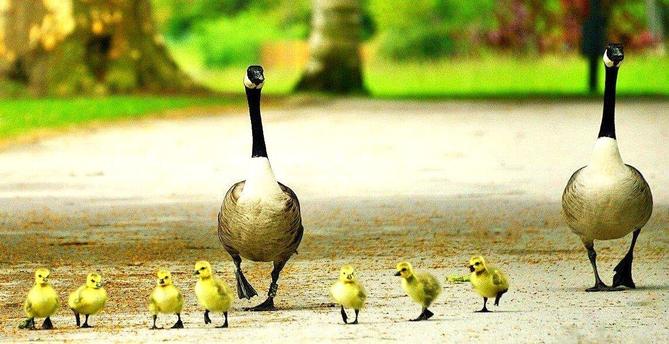 These geese proudly present their offspring during a Sunday afternoon walk.
#myphoto