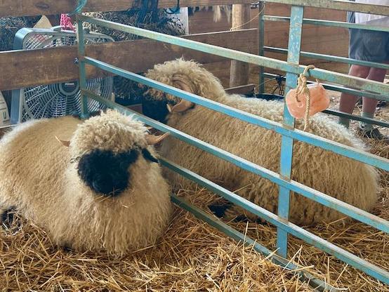 A picture of two Valais Blacknose sheep sitting on hay in a pen. Both have horns and the characteristic black nose and long curly white locks.