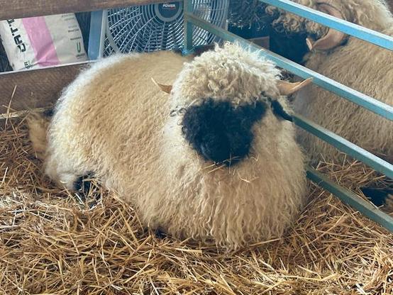 A solitary Valais Blacknose sheep sitting on hay in a pen. The sheep has the characteristic markings of the black face and white fleece. The sheep has horns above it's ears.
