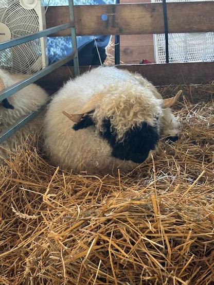 A solitary Valais Blacknose sheep sitting on hay in a pen. The sheep has the characteristic markings of the black face and white fleece. The sheep has horns above it's ears that are more prominent than the other pictures.