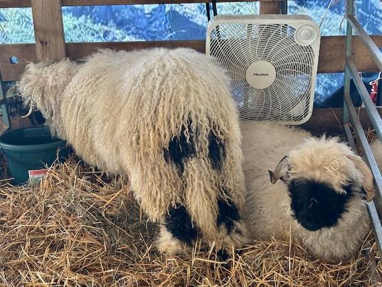 A picture of two Valais Blacknose sheep in a pen. One is laying on the hay in front of a fan, and the other has it's back to the camera, showing the black markings on the back. that stand out against the white fleece.