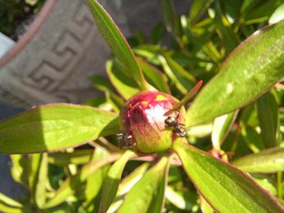 Very close-up view of a Peony flower bud showing it's resident ant in attendance.