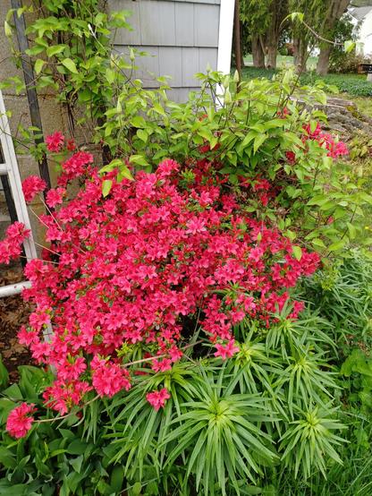 A chaotic garden view.  A bright red azalea in full bloom.  There is a Clematis vine getting ready to flower sprawling over the top on it's way to climbing up the chimney and underneath are some tiger lilies that have escaped their assigned spot trying to take over the rest of the space.  Underneath it all and hidden from view is a nice patch of Trillium enjoying the peace and quiet