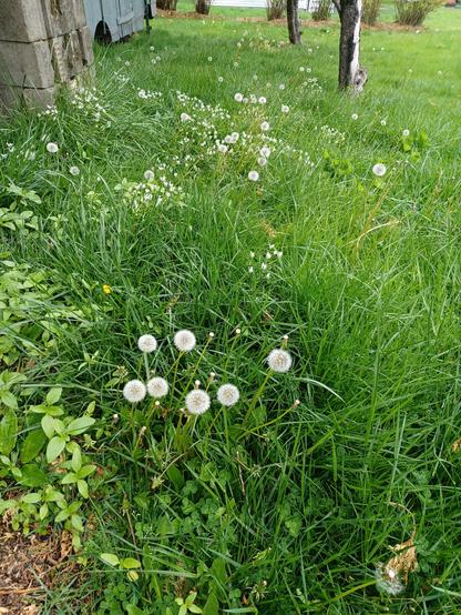 A patch of "lawn" in the orchard area showing tall grass, dandelion seed heads and flowering Star-of-Bethlehem.  To the left are a bunch of sunflowers sprouting from spilled seed from the bird feeders.