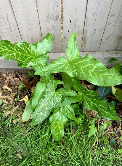 Triangle-shaped and dark green with light-colored veins, the Italian Arum is growing at the base of our gray-brown wooden fence.