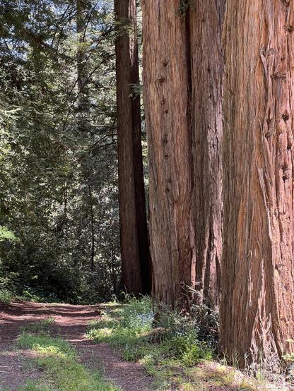 A forest path lined with giant redwoods on a sunny day with blue skies