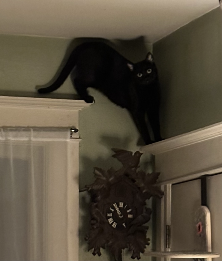 An even closer look into a bedroom. A black cat with big eyes is high up in the corner of the room above a window and door frame.