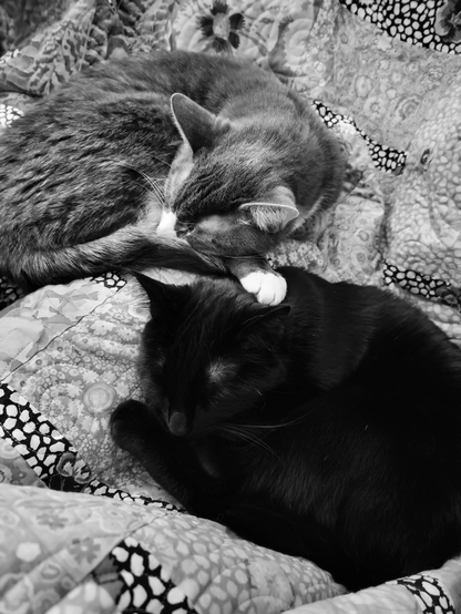 A black and white photo of a tabby cat and a black cat snuggling together on a quilt.