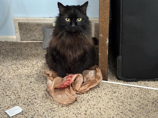 My black cat Penguin standing on a plastic grocery bag