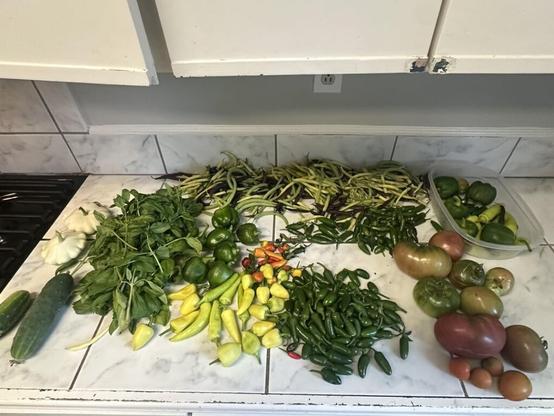 First real harvest, 9b