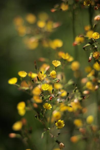 A blurred background of delicate yellow flowers, showcasing their vibrant blooms amidst greenery, creating a soft and dreamy atmosphere.