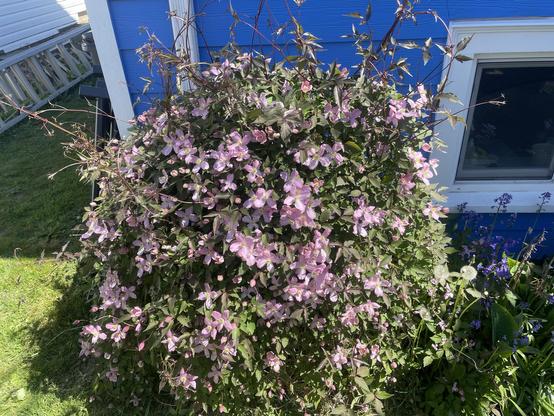 A pink coloured clematis bush looks a little wild