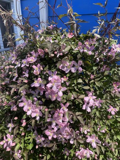 A little closer to see the blooms and blossoms.
