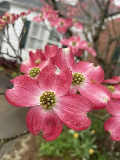 pink flowers