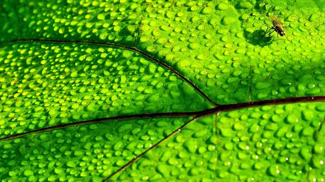 Spring is far too dry this year. At least the morning dew gives the insects the opportunity to absorb liquid.
#myphoto