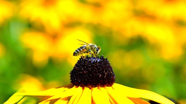 What would humanity be without the hard-working bees? Nothing!
#myphoto