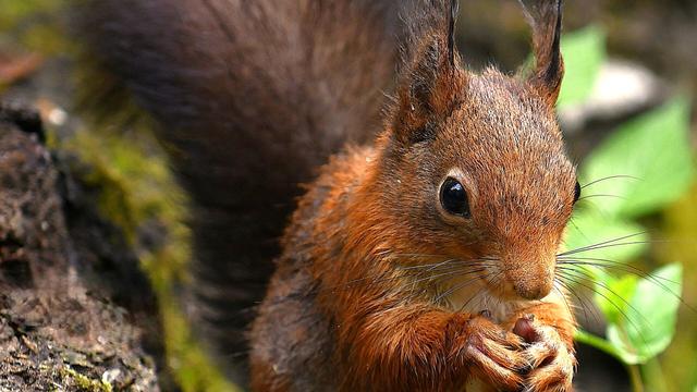 Squirrels do not hibernate and therefore stockpile food for the winter when nature provides little or no food. To do this, the animals bury seeds, nuts or mushrooms in the ground in various places in the fall, usually near tree trunks, or they hide their supplies in crevices or tree hollows. No food is stored in the burrow. To find the food again in winter, the animals use both their sense of smell and their sense of orientation. They do not remember every deposit, but they do remember the area and the hiding pattern. Nevertheless, they often do not find all the food again, so that the buried seeds and nuts begin to germinate in spring. The squirrels thus play an important ecological role in forest development. In spring and fall, squirrels change their fur. The rodent adapts to the respective outside temperatures. The winter coat is much thicker and darker in color than the summer coat. The tail is also bushier in winter and the hair tufts on the ears are longer; the tufts fall out when the fur changes in spring.#myphoto