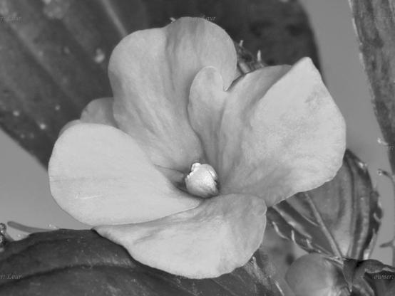 Flower, closeup, black and white, photo