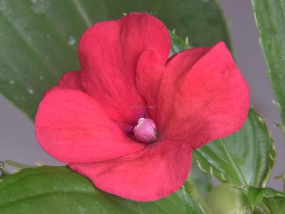 Flower, closeup, color, photo