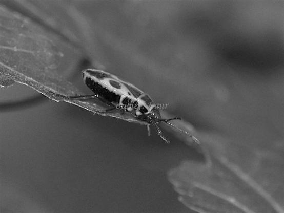 Insect, closeup, black and white, photo