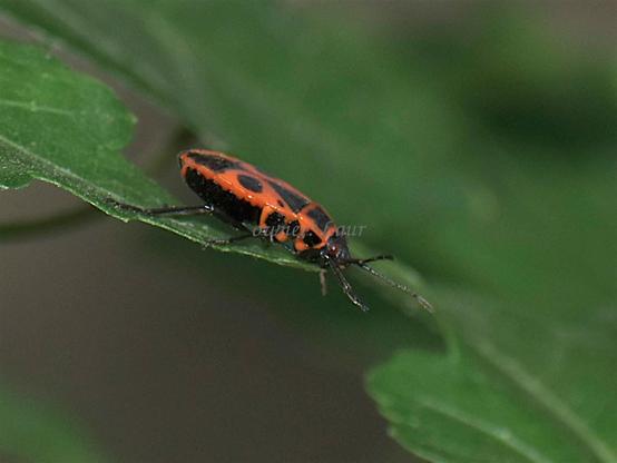 Insect, closeup, color, photo