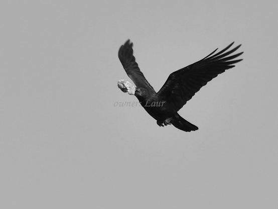 Bird, black and white, photo