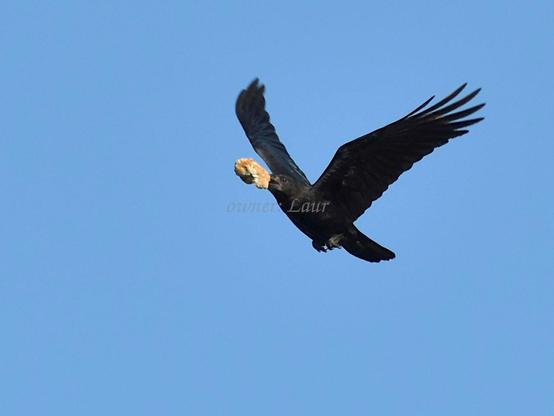 Bird, color, photo