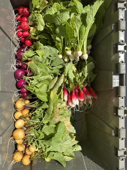 For the person who was worried about their radish harvest being too small…