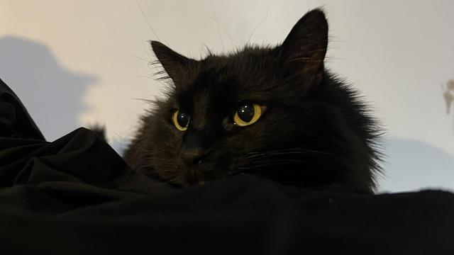 A close-up of a black cat with bright yellow eyes, resting on a black surface. The background is neutral.