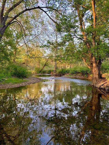 A view of a creek winding through the woods. Tall trees in the background glow in the light of the setting sun, while the bushes and trees near the water are a deep green. Trees are the sky are reflected on the flowing water.