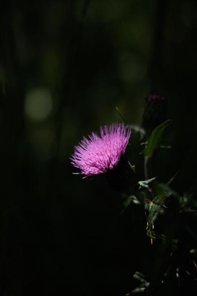 A vibrant purple thistle flower against a dark, blurred background, showcasing delicate spikes and lush green leaves.