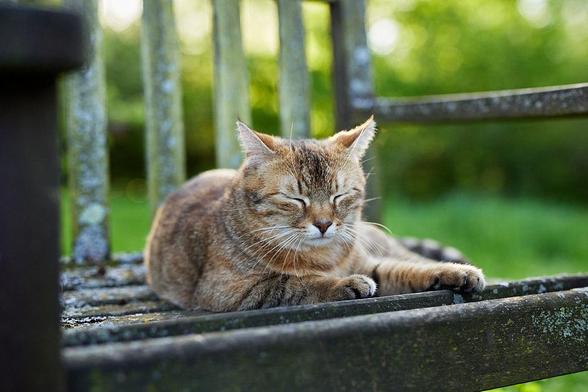 Katze liegt auf einen Holzstuhl im Garten und hat die Augen zu.