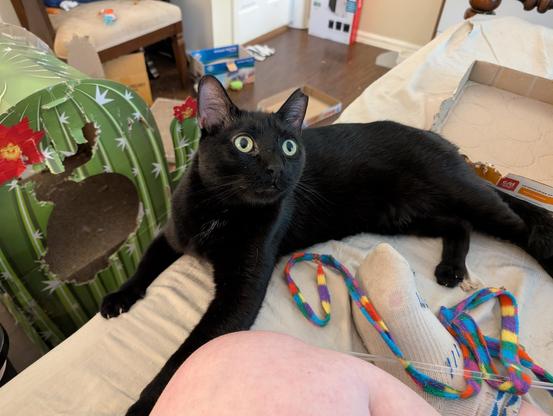 A black cat is lying on a bed looking up at the ceiling with wide open eyes. The foot and knee of a white person sitting nearby are just in frame and a variety of cat toys and cardboard can be seen both on the bed and behind the cat on the floor