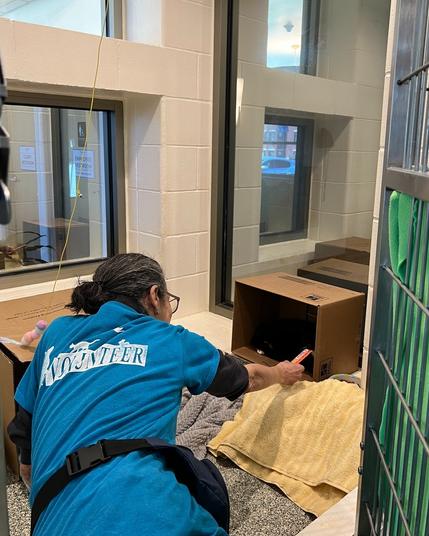 A shelter volunteer crouches on the ground and tries to entice a kitty to come out of the box he's hiding in. The volunteer is wearing blue tee shirt with the word volunteer and some silouhettes of animals in white on the back. Her hair is dark with streaks of gray and pulled back in a bun. She's holding what looks like a treat or toy in front of a cardboard box tipped on its side.