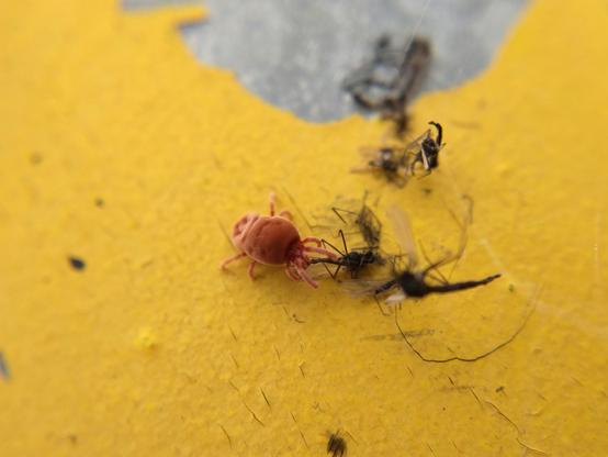On a bright yellow-painted post, a plush red velvet mite sinks its mouthparts into a dead midge caught in spiderweb.