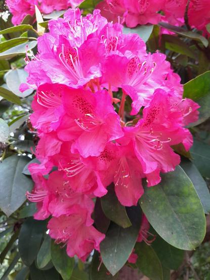 Pink Rhododendron blooms in front of green leaves, highlighted by the sun