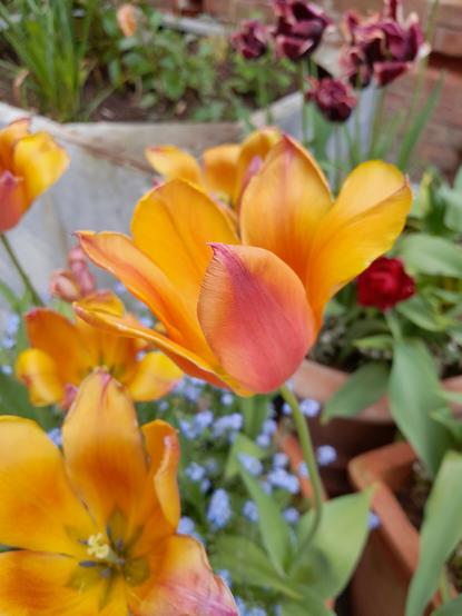 Pink and yellow tulip, beginning to fade and petals falling open