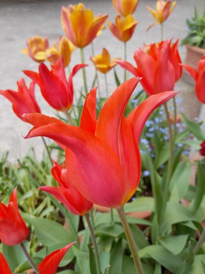 Bright red tulips, one bloom close in the foreground