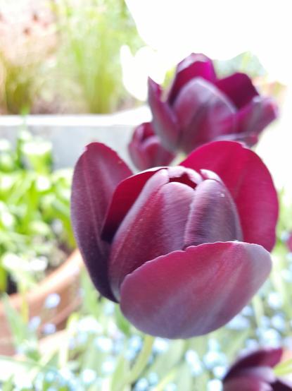 Dark, purple tulip