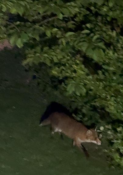 A fox on the lawn of an English suburban back garden, just about to leave the way it arrived. (It left us a lovely poo, yes).