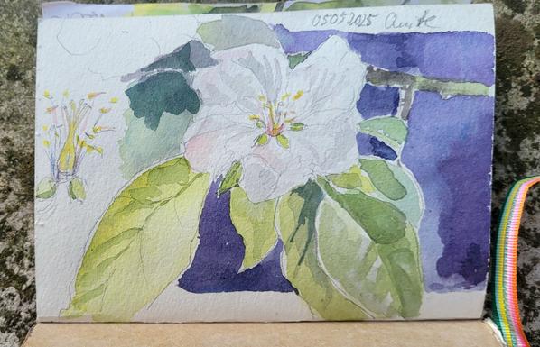 Aquarellskizze im kleinen Skizzenbuch: große weiße Blüte mit großen grünen Blättern